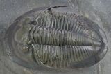 Rare Proetid (Cyberella) Trilobite With Gerastos #359170-1